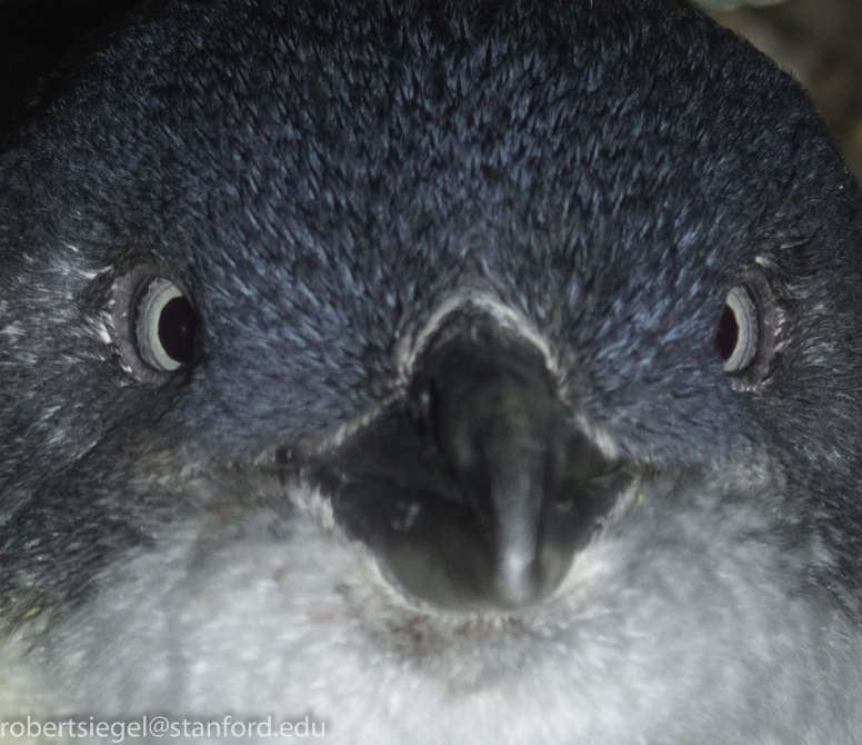 penguin